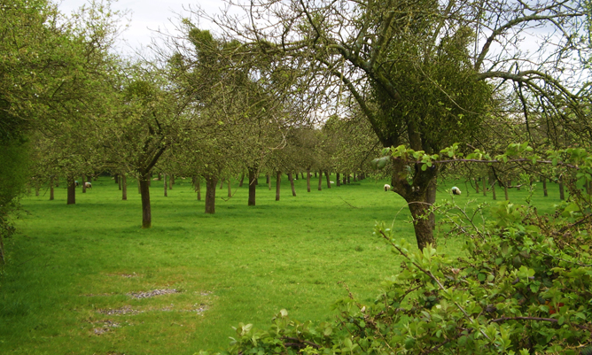 Somerset Orchards